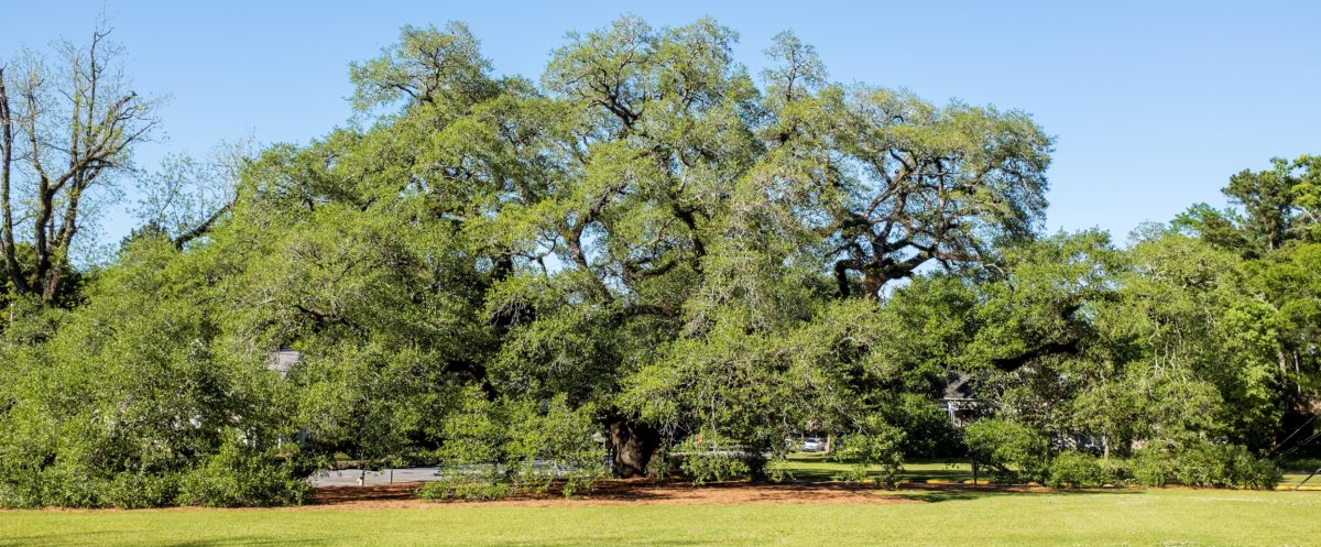 A really big tree